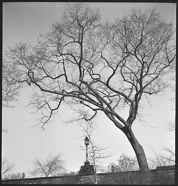 [168 Portraits, Views, and Studies: Unidentified Woman Looking at Photographs with Friend, Walking in Central Park Zoo, and Related Park and Skyline Views, New York City], Walker Evans (American, St. Louis, Missouri 1903–1975 New Haven, Connecticut), Film negative