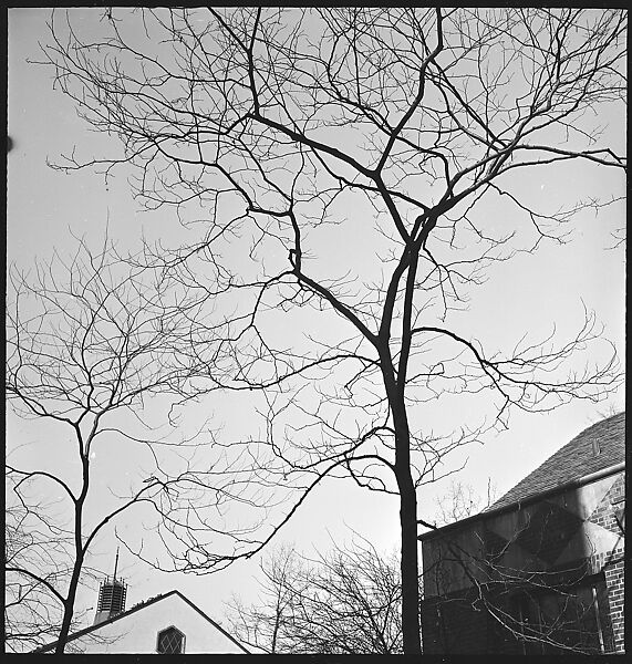 [168 Portraits, Views, and Studies: Unidentified Woman Looking at Photographs with Friend, Walking in Central Park Zoo, and Related Park and Skyline Views, New York City], Walker Evans (American, St. Louis, Missouri 1903–1975 New Haven, Connecticut), Film negative