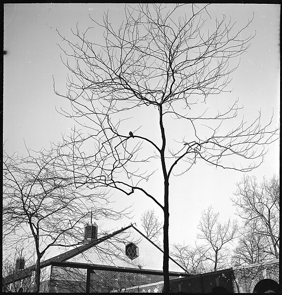 [168 Portraits, Views, and Studies: Unidentified Woman Looking at Photographs with Friend, Walking in Central Park Zoo, and Related Park and Skyline Views, New York City], Walker Evans (American, St. Louis, Missouri 1903–1975 New Haven, Connecticut), Film negative