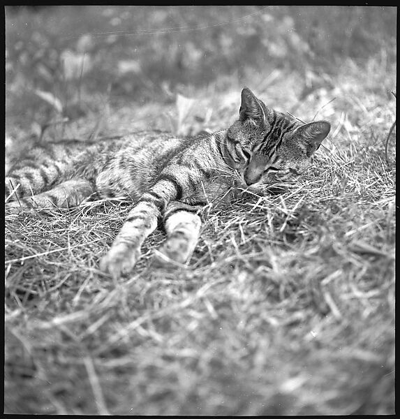 [7 Portraits of Unidentified Boy on Lawn and Cat], Walker Evans (American, St. Louis, Missouri 1903–1975 New Haven, Connecticut), Film negative