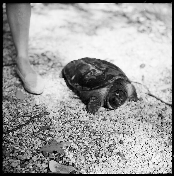 [89 Portraits and Snapshots: Carrol Cooney and Bocce Tournament Spectators, Turtle at Old Lyme Country Club, Old Lyme, Connecticut], Walker Evans (American, St. Louis, Missouri 1903–1975 New Haven, Connecticut), Film negative