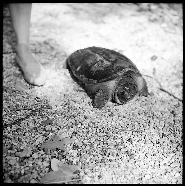 [89 Portraits and Snapshots: Carrol Cooney and Bocce Tournament Spectators, Turtle at Old Lyme Country Club, Old Lyme, Connecticut], Walker Evans (American, St. Louis, Missouri 1903–1975 New Haven, Connecticut), Film negative