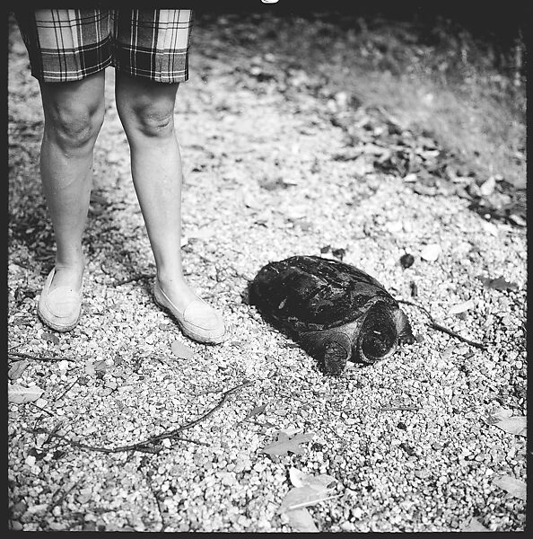 [89 Portraits and Snapshots: Carrol Cooney and Bocce Tournament Spectators, Turtle at Old Lyme Country Club, Old Lyme, Connecticut], Walker Evans (American, St. Louis, Missouri 1903–1975 New Haven, Connecticut), Film negative