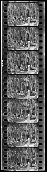 [South Seas: Seven Motion Picture Film Frames of Flatbed Cart, Man and Woman Under Palm Trees], Walker Evans (American, St. Louis, Missouri 1903–1975 New Haven, Connecticut), Film negative