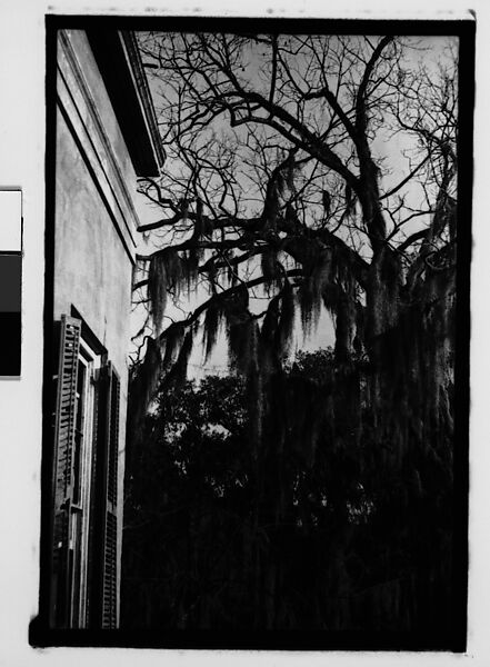 [Tree Branches and Plantation House Corner, Savannah Vicinity, Georgia], Walker Evans (American, St. Louis, Missouri 1903–1975 New Haven, Connecticut), Film negative 