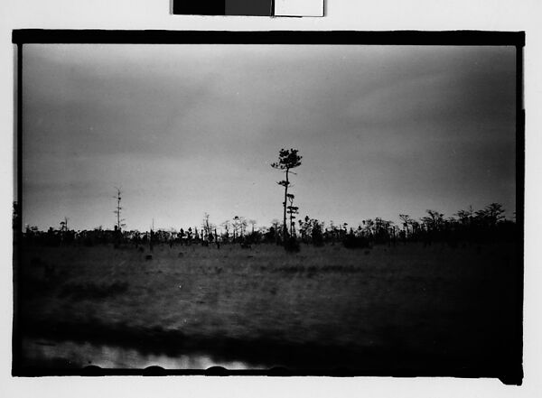 [Trees in Field, From Moving Car, Between Mobile and New Orleans], Walker Evans (American, St. Louis, Missouri 1903–1975 New Haven, Connecticut), Film negative 