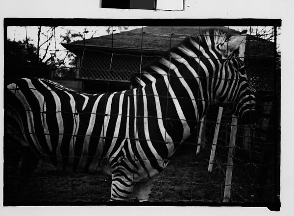 [Zebra in Zoo Pen, New Orleans, Louisiana], Walker Evans (American, St. Louis, Missouri 1903–1975 New Haven, Connecticut), Film negative 