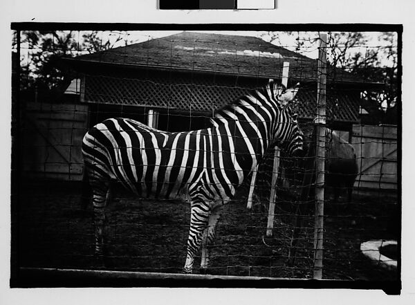 [Zebra in Zoo Pen, New Orleans, Louisiana], Walker Evans (American, St. Louis, Missouri 1903–1975 New Haven, Connecticut), Film negative 