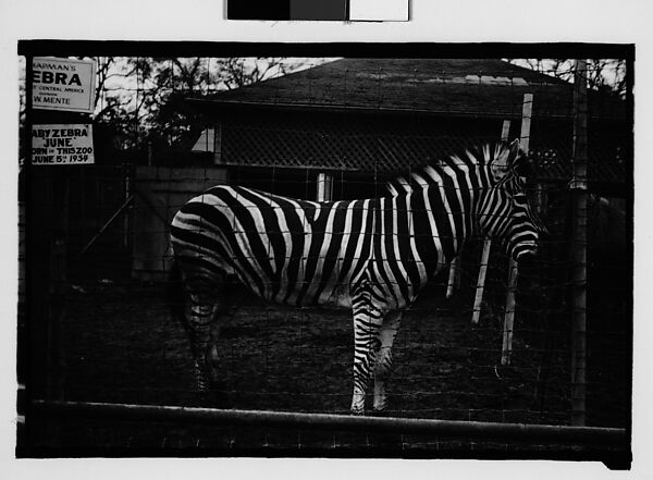 [Zebra in Zoo Pen, New Orleans, Louisiana], Walker Evans (American, St. Louis, Missouri 1903–1975 New Haven, Connecticut), Film negative 