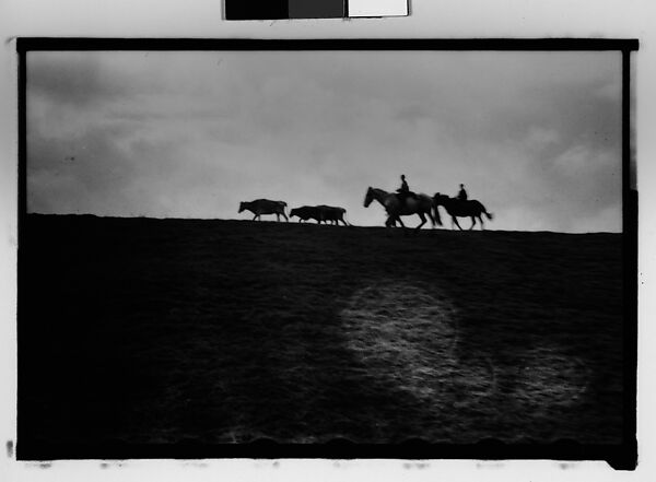 [Cattle and Herdsmen on Horseback, From Automobile, New Orleans Vicinity, Louisiana], Walker Evans (American, St. Louis, Missouri 1903–1975 New Haven, Connecticut), Film negative 