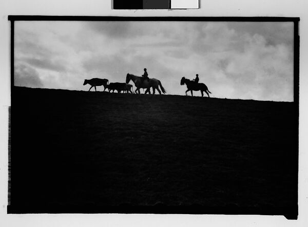 [Cattle and Herdsmen on Horseback, From Automobile, New Orleans Vicinity, Louisiana], Walker Evans (American, St. Louis, Missouri 1903–1975 New Haven, Connecticut), Film negative 