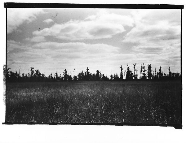 [Cypress Trees, From Moving Automobile, New Orleans Vicinity, Louisiana], Walker Evans (American, St. Louis, Missouri 1903–1975 New Haven, Connecticut), Film negative 