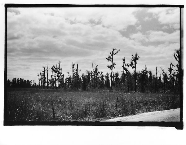 [Cypress Trees, From Moving Automobile, New Orleans Vicinity, Louisiana], Walker Evans (American, St. Louis, Missouri 1903–1975 New Haven, Connecticut), Film negative 