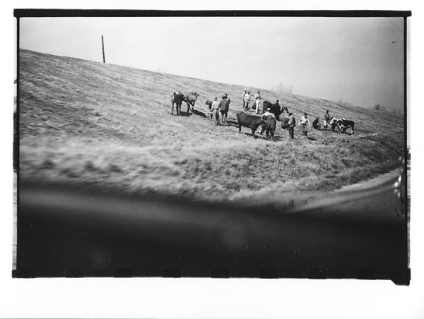 [Group of Men with Cattle on Levee, From Moving Automobile, Louisiana], Walker Evans (American, St. Louis, Missouri 1903–1975 New Haven, Connecticut), Film negative 