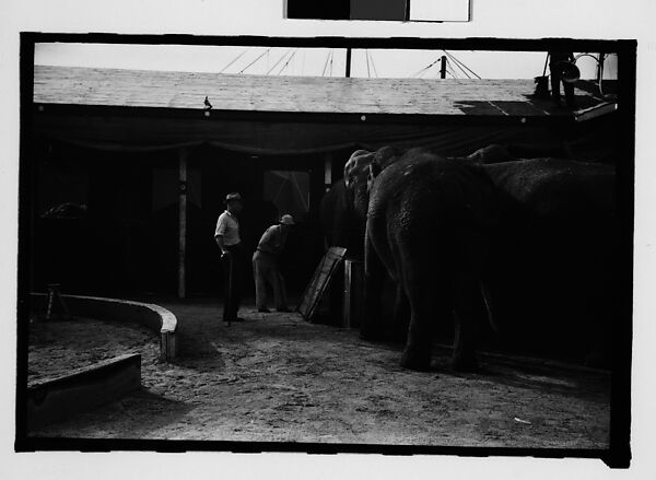 [Twenty-Eight 35mm Film Frames on Uncut Roll: 28 Studies of Ringling Circus Elephants in Winter Quarters, Sarasota, Florida], Walker Evans (American, St. Louis, Missouri 1903–1975 New Haven, Connecticut), Film negative