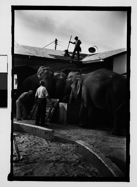 [Twenty-Eight 35mm Film Frames on Uncut Roll: 28 Studies of Ringling Circus Elephants in Winter Quarters, Sarasota, Florida], Walker Evans (American, St. Louis, Missouri 1903–1975 New Haven, Connecticut), Film negative