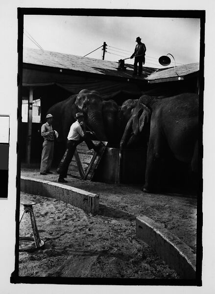 [Twenty-Eight 35mm Film Frames on Uncut Roll: 28 Studies of Ringling Circus Elephants in Winter Quarters, Sarasota, Florida], Walker Evans (American, St. Louis, Missouri 1903–1975 New Haven, Connecticut), Film negative