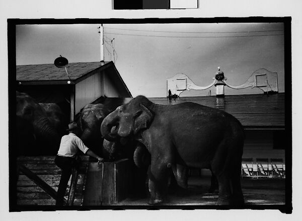 [Twenty-Eight 35mm Film Frames on Uncut Roll: 28 Studies of Ringling Circus Elephants in Winter Quarters, Sarasota, Florida], Walker Evans (American, St. Louis, Missouri 1903–1975 New Haven, Connecticut), Film negative