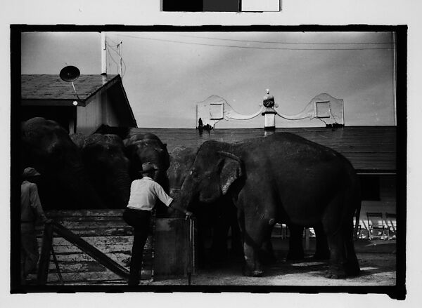 [Twenty-Eight 35mm Film Frames on Uncut Roll: 28 Studies of Ringling Circus Elephants in Winter Quarters, Sarasota, Florida], Walker Evans (American, St. Louis, Missouri 1903–1975 New Haven, Connecticut), Film negative