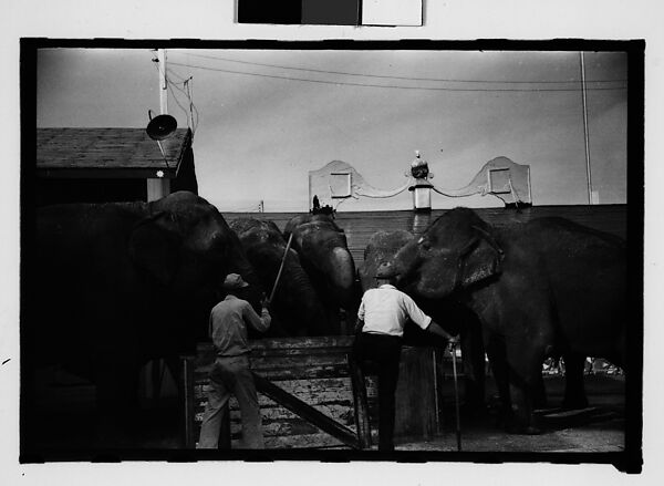 [Twenty-Eight 35mm Film Frames on Uncut Roll: 28 Studies of Ringling Circus Elephants in Winter Quarters, Sarasota, Florida], Walker Evans (American, St. Louis, Missouri 1903–1975 New Haven, Connecticut), Film negative