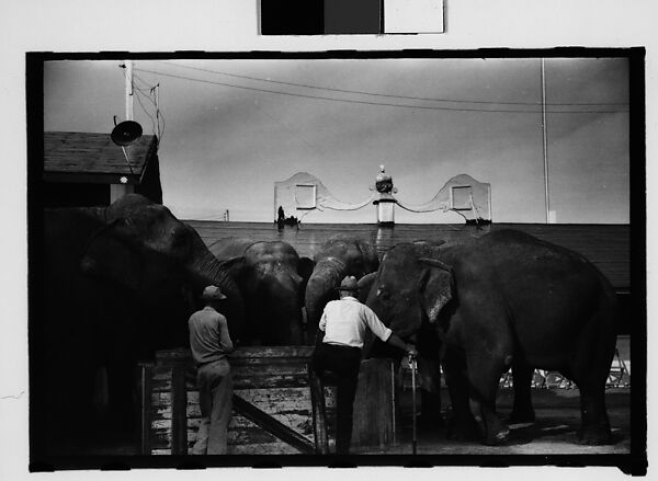 [Twenty-Eight 35mm Film Frames on Uncut Roll: 28 Studies of Ringling Circus Elephants in Winter Quarters, Sarasota, Florida], Walker Evans (American, St. Louis, Missouri 1903–1975 New Haven, Connecticut), Film negative