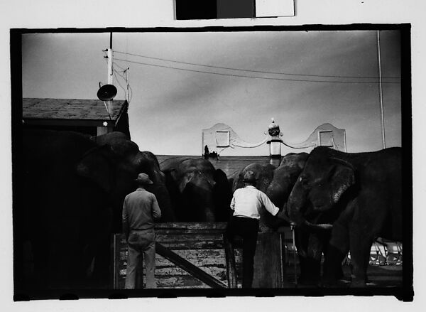 [Twenty-Eight 35mm Film Frames on Uncut Roll: 28 Studies of Ringling Circus Elephants in Winter Quarters, Sarasota, Florida], Walker Evans (American, St. Louis, Missouri 1903–1975 New Haven, Connecticut), Film negative