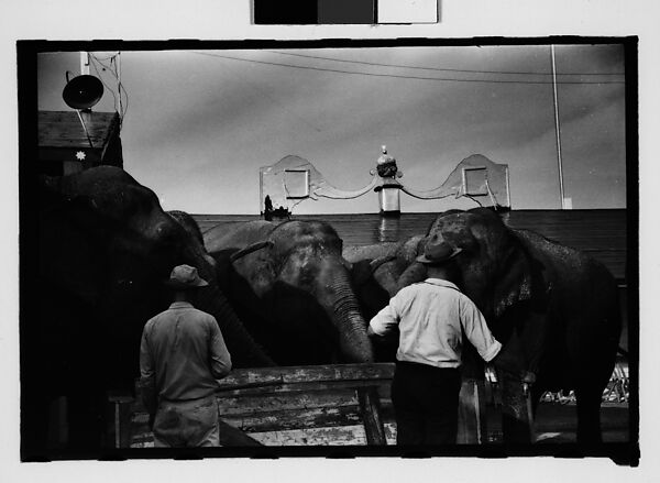 [Twenty-Eight 35mm Film Frames on Uncut Roll: 28 Studies of Ringling Circus Elephants in Winter Quarters, Sarasota, Florida], Walker Evans (American, St. Louis, Missouri 1903–1975 New Haven, Connecticut), Film negative