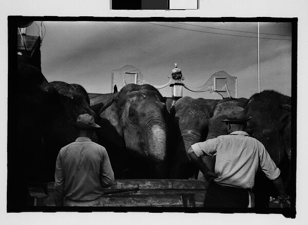[Twenty-Eight 35mm Film Frames on Uncut Roll: 28 Studies of Ringling Circus Elephants in Winter Quarters, Sarasota, Florida], Walker Evans (American, St. Louis, Missouri 1903–1975 New Haven, Connecticut), Film negative