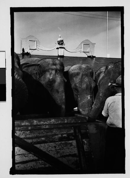 [Twenty-Eight 35mm Film Frames on Uncut Roll: 28 Studies of Ringling Circus Elephants in Winter Quarters, Sarasota, Florida], Walker Evans (American, St. Louis, Missouri 1903–1975 New Haven, Connecticut), Film negative