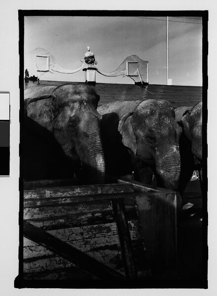 [Twenty-Eight 35mm Film Frames on Uncut Roll: 28 Studies of Ringling Circus Elephants in Winter Quarters, Sarasota, Florida], Walker Evans (American, St. Louis, Missouri 1903–1975 New Haven, Connecticut), Film negative