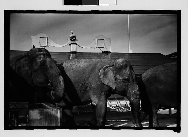[Twenty-Eight 35mm Film Frames on Uncut Roll: 28 Studies of Ringling Circus Elephants in Winter Quarters, Sarasota, Florida], Walker Evans (American, St. Louis, Missouri 1903–1975 New Haven, Connecticut), Film negative