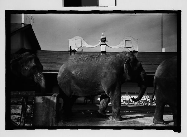 [Twenty-Eight 35mm Film Frames on Uncut Roll: 28 Studies of Ringling Circus Elephants in Winter Quarters, Sarasota, Florida], Walker Evans (American, St. Louis, Missouri 1903–1975 New Haven, Connecticut), Film negative