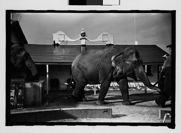 [Twenty-Eight 35mm Film Frames on Uncut Roll: 28 Studies of Ringling Circus Elephants in Winter Quarters, Sarasota, Florida], Walker Evans (American, St. Louis, Missouri 1903–1975 New Haven, Connecticut), Film negative