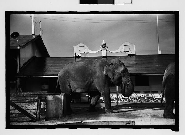 [Twenty-Eight 35mm Film Frames on Uncut Roll: 28 Studies of Ringling Circus Elephants in Winter Quarters, Sarasota, Florida], Walker Evans (American, St. Louis, Missouri 1903–1975 New Haven, Connecticut), Film negative