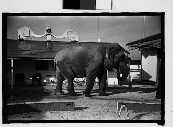 [Twenty-Eight 35mm Film Frames on Uncut Roll: 28 Studies of Ringling Circus Elephants in Winter Quarters, Sarasota, Florida], Walker Evans (American, St. Louis, Missouri 1903–1975 New Haven, Connecticut), Film negative