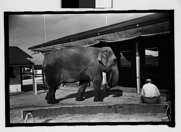 [Twenty-Eight 35mm Film Frames on Uncut Roll: 28 Studies of Ringling Circus Elephants in Winter Quarters, Sarasota, Florida], Walker Evans (American, St. Louis, Missouri 1903–1975 New Haven, Connecticut), Film negative