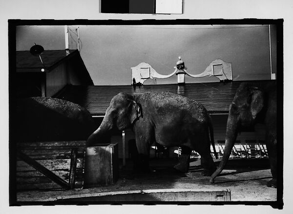 [Twenty-Eight 35mm Film Frames on Uncut Roll: 28 Studies of Ringling Circus Elephants in Winter Quarters, Sarasota, Florida], Walker Evans (American, St. Louis, Missouri 1903–1975 New Haven, Connecticut), Film negative