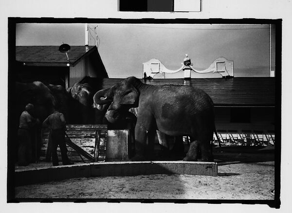[Twenty-Eight 35mm Film Frames on Uncut Roll: 28 Studies of Ringling Circus Elephants in Winter Quarters, Sarasota, Florida], Walker Evans (American, St. Louis, Missouri 1903–1975 New Haven, Connecticut), Film negative