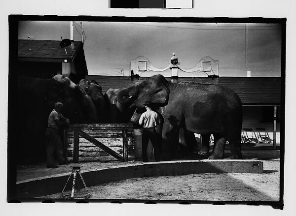[Twenty-Eight 35mm Film Frames on Uncut Roll: 28 Studies of Ringling Circus Elephants in Winter Quarters, Sarasota, Florida], Walker Evans (American, St. Louis, Missouri 1903–1975 New Haven, Connecticut), Film negative