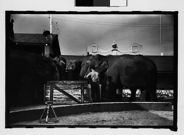 [Twenty-Eight 35mm Film Frames on Uncut Roll: 28 Studies of Ringling Circus Elephants in Winter Quarters, Sarasota, Florida], Walker Evans (American, St. Louis, Missouri 1903–1975 New Haven, Connecticut), Film negative