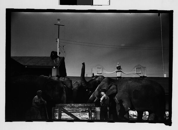 [Twenty-Eight 35mm Film Frames on Uncut Roll: 28 Studies of Ringling Circus Elephants in Winter Quarters, Sarasota, Florida], Walker Evans (American, St. Louis, Missouri 1903–1975 New Haven, Connecticut), Film negative