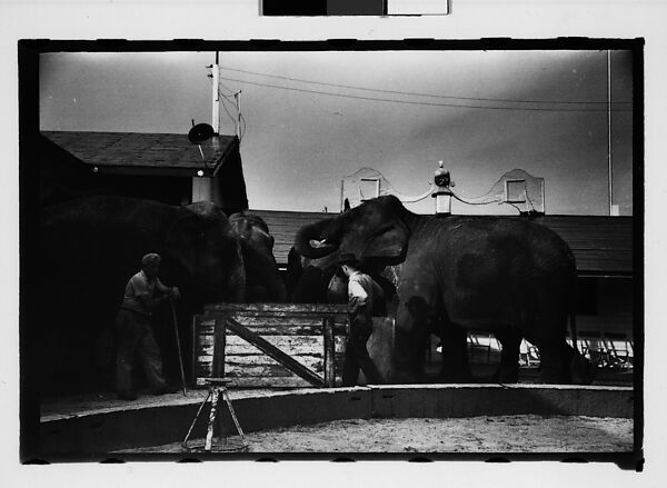 [Twenty-Eight 35mm Film Frames on Uncut Roll: 28 Studies of Ringling Circus Elephants in Winter Quarters, Sarasota, Florida], Walker Evans (American, St. Louis, Missouri 1903–1975 New Haven, Connecticut), Film negative