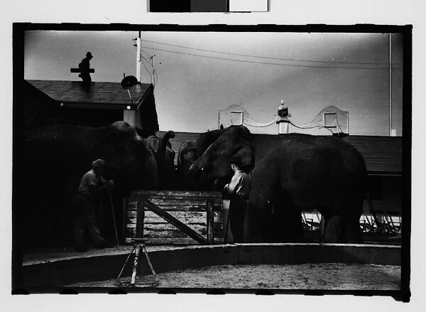 [Twenty-Eight 35mm Film Frames on Uncut Roll: 28 Studies of Ringling Circus Elephants in Winter Quarters, Sarasota, Florida], Walker Evans (American, St. Louis, Missouri 1903–1975 New Haven, Connecticut), Film negative
