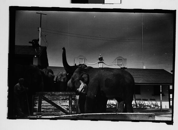 [Twenty-Eight 35mm Film Frames on Uncut Roll: 28 Studies of Ringling Circus Elephants in Winter Quarters, Sarasota, Florida], Walker Evans (American, St. Louis, Missouri 1903–1975 New Haven, Connecticut), Film negative