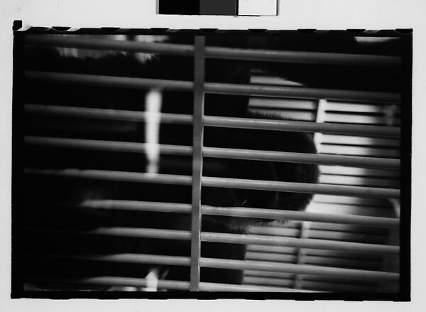 [Twenty-Nine 35mm Film Frames on Uncut Roll: Ringling Brothers Circus, Sarasota, Florida], Walker Evans (American, St. Louis, Missouri 1903–1975 New Haven, Connecticut), Film negative