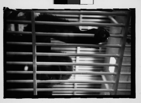 [Twenty-Nine 35mm Film Frames on Uncut Roll: Ringling Brothers Circus, Sarasota, Florida], Walker Evans (American, St. Louis, Missouri 1903–1975 New Haven, Connecticut), Film negative