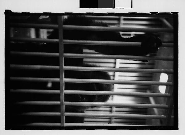 [Twenty-Nine 35mm Film Frames on Uncut Roll: Ringling Brothers Circus, Sarasota, Florida], Walker Evans (American, St. Louis, Missouri 1903–1975 New Haven, Connecticut), Film negative