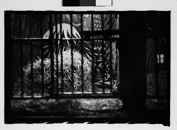 [Twenty-Nine 35mm Film Frames on Uncut Roll: Ringling Brothers Circus, Sarasota, Florida], Walker Evans (American, St. Louis, Missouri 1903–1975 New Haven, Connecticut), Film negative