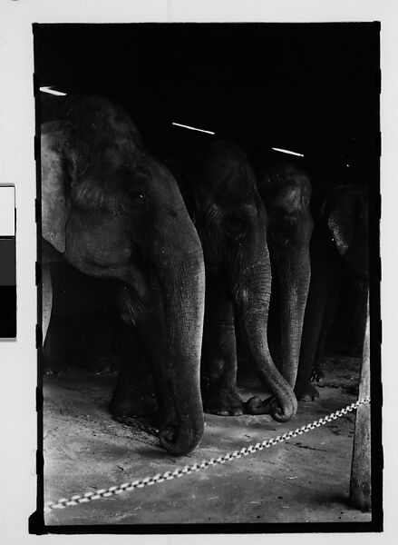 [Thirty-One 35mm Film Frames on Uncut Roll: 4 Views of Circus Storehouse Interior and 24 Studies of Elephants in Ringling Brothers Circus Winter Quarters, Sarasota, Florida, and 3 Test Frames], Walker Evans (American, St. Louis, Missouri 1903–1975 New Haven, Connecticut), Film negative
