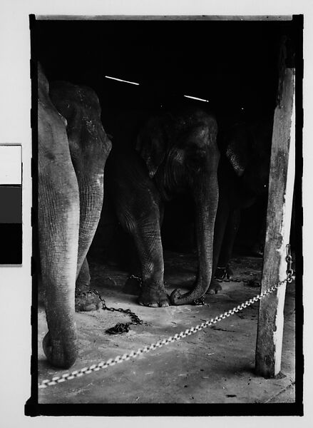 [Thirty-One 35mm Film Frames on Uncut Roll: 4 Views of Circus Storehouse Interior and 24 Studies of Elephants in Ringling Brothers Circus Winter Quarters, Sarasota, Florida, and 3 Test Frames], Walker Evans (American, St. Louis, Missouri 1903–1975 New Haven, Connecticut), Film negative